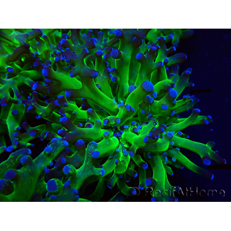WYSIWYG Euphyllia paradivisa (Mariculture acclimaté sous LED) 4I5