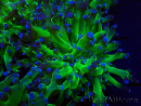 WYSIWYG Euphyllia paradivisa (Unter LED beleuchtete Marikultur-akklimatisiert)