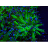 WYSIWYG Euphyllia paradivisa (Mariculture acclimated under LED)