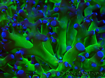 WYSIWYG Euphyllia paradivisa (Mariculture acclimated under LED)