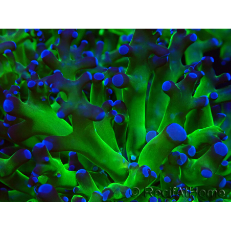 WYSIWYG Euphyllia paradivisa (Mariculture acclimated under LED)