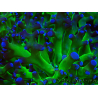 WYSIWYG Euphyllia paradivisa (Mariculture acclimated under LED)