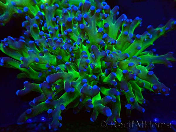 WYSIWYG Euphyllia paradivisa (Unter LED beleuchtete Marikultur-akklimatisiert)