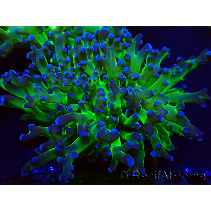 WYSIWYG Euphyllia paradivisa (Maricoltura acclimatata sotto LED)