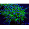 WYSIWYG Euphyllia paradivisa (Maricoltura acclimatata sotto LED)