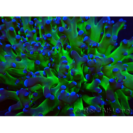 WYSIWYG Euphyllia paradivisa (Mariculture acclimaté sous LED)