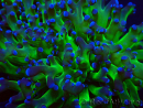 WYSIWYG Euphyllia paradivisa (Unter LED beleuchtete Marikultur-akklimatisiert)