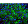 WYSIWYG Euphyllia paradivisa (Mariculture acclimated under LED)