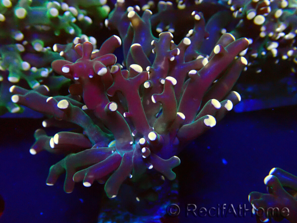 WYSIWYG Euphyllia paradivisa (Mariculture acclimated under LED)