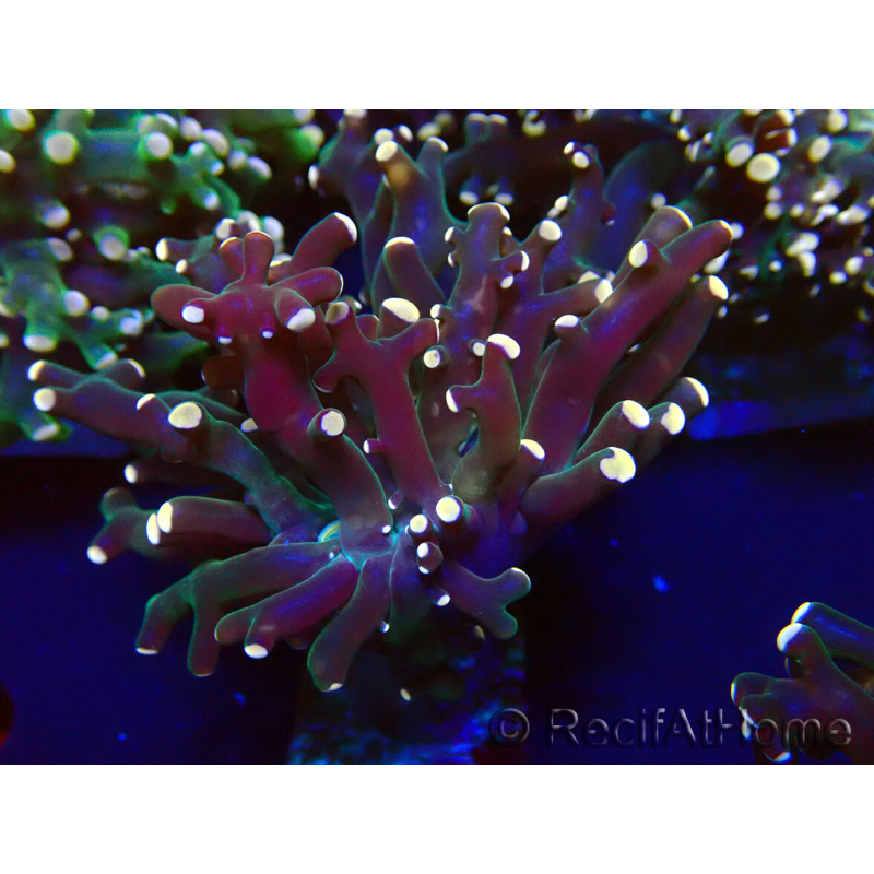 WYSIWYG Euphyllia paradivisa (Mariculture acclimaté sous LED) 4K3