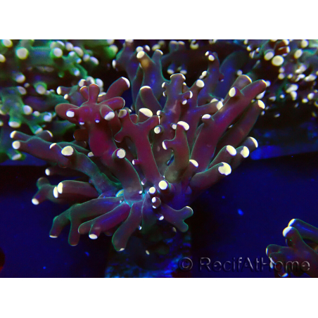 WYSIWYG Euphyllia paradivisa (Mariculture acclimaté sous LED)