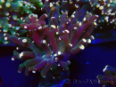 WYSIWYG Euphyllia paradivisa (Mariculture acclimaté sous LED) 4K3