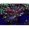 WYSIWYG Euphyllia paradivisa (Mariculture acclimaté sous LED) 4K3