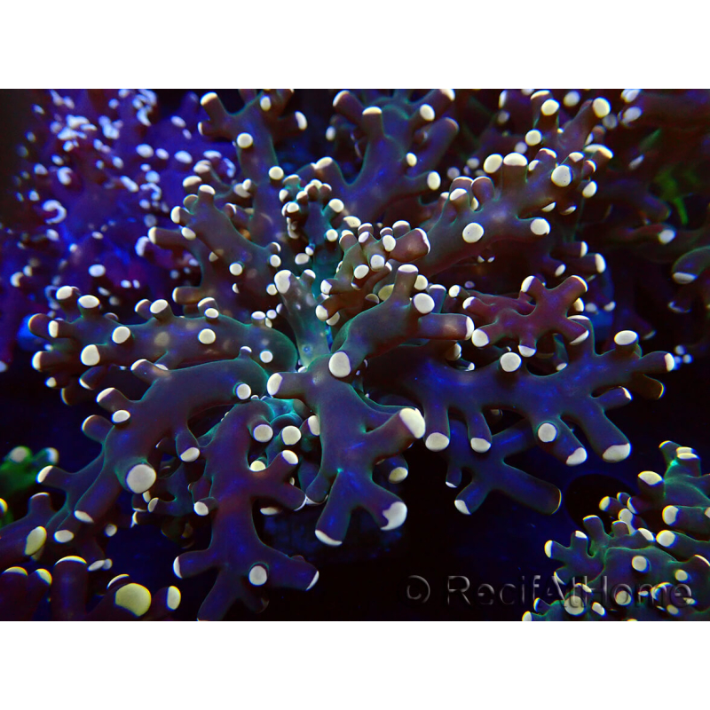WYSIWYG Euphyllia paradivisa (Unter LED beleuchtete Marikultur-akklimatisiert)
