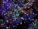 WYSIWYG Euphyllia paradivisa (Unter LED beleuchtete Marikultur-akklimatisiert)