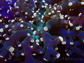 WYSIWYG Euphyllia paradivisa (Unter LED beleuchtete Marikultur-akklimatisiert)