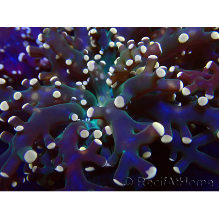 WYSIWYG Euphyllia paradivisa (Mariculture acclimaté sous LED) 4K4