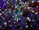 WYSIWYG Euphyllia paradivisa (Mariculture acclimated under LED)