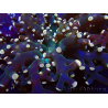 WYSIWYG Euphyllia paradivisa (Unter LED beleuchtete Marikultur-akklimatisiert)
