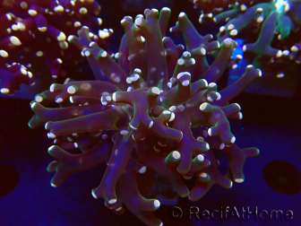 WYSIWYG Euphyllia paradivisa (Unter LED beleuchtete Marikultur-akklimatisiert)
