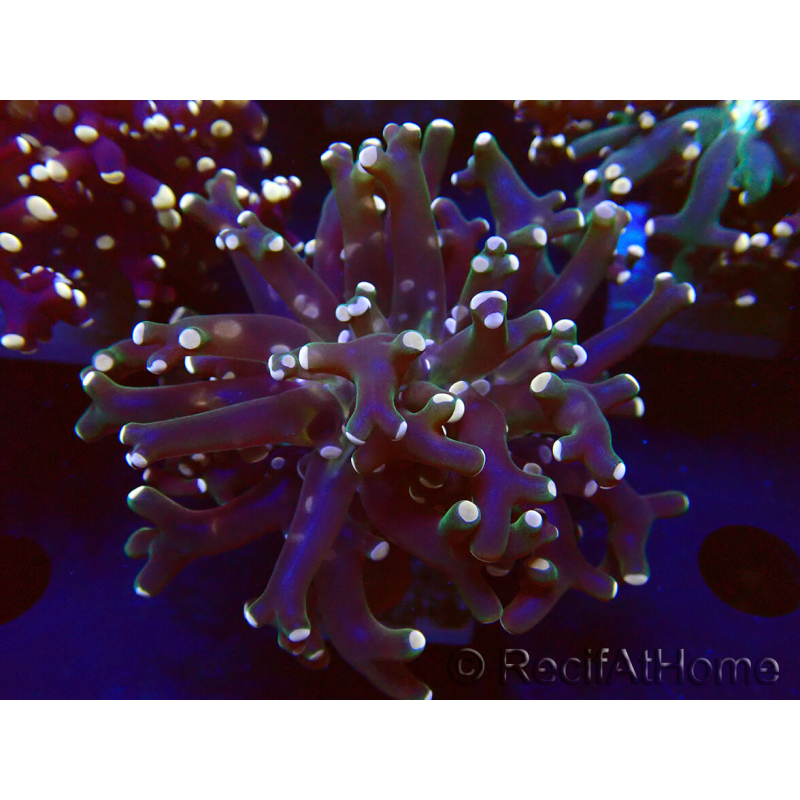 WYSIWYG Euphyllia paradivisa (Unter LED beleuchtete Marikultur-akklimatisiert)