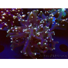 WYSIWYG Euphyllia paradivisa (Mariculture acclimated under LED)