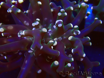 WYSIWYG Euphyllia paradivisa (Mariculture acclimaté sous LED)