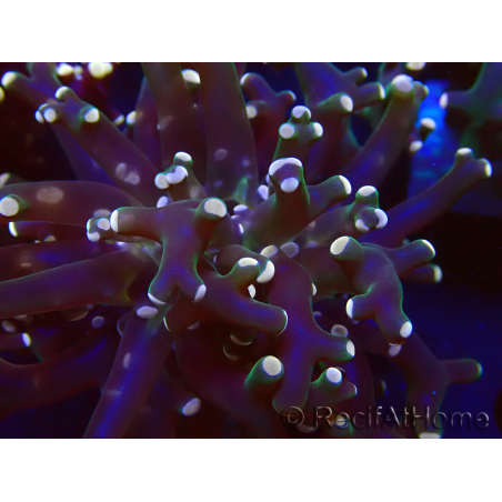 WYSIWYG Euphyllia paradivisa (Mariculture acclimated under LED)