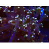 WYSIWYG Euphyllia paradivisa (Mariculture acclimated under LED)