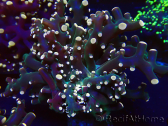 WYSIWYG Euphyllia paradivisa (Mariculture acclimaté sous LED) 4K6