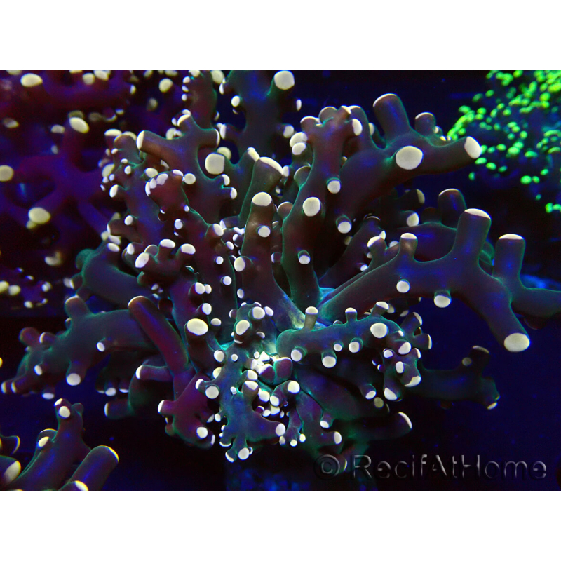 WYSIWYG Euphyllia paradivisa (Maricoltura acclimatata sotto LED)