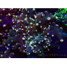 WYSIWYG Euphyllia paradivisa (Mariculture acclimaté sous LED) 4K6