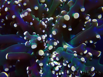 WYSIWYG Euphyllia paradivisa (Mariculture acclimated under LED)