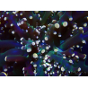 WYSIWYG Euphyllia paradivisa (Mariculture acclimaté sous LED) 4K6