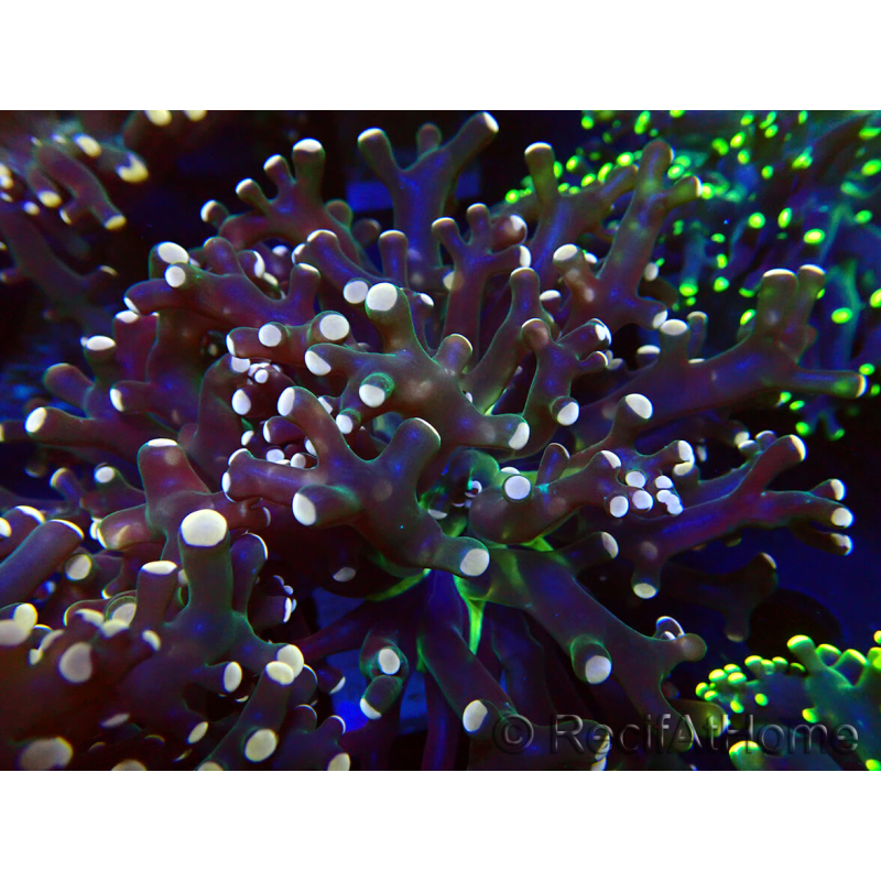 WYSIWYG Euphyllia paradivisa (Maricoltura acclimatata sotto LED)