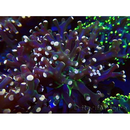 WYSIWYG Euphyllia paradivisa (Mariculture acclimated under LED)