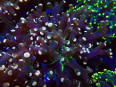 WYSIWYG Euphyllia paradivisa (Maricultura aclimatada bajo LED)