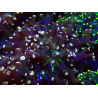 WYSIWYG Euphyllia paradivisa (Mariculture acclimated under LED)