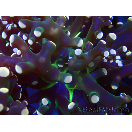 WYSIWYG Euphyllia paradivisa (Mariculture acclimated under LED)