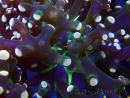 WYSIWYG Euphyllia paradivisa (Maricultura aclimatada bajo LED)