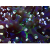 WYSIWYG Euphyllia paradivisa (Mariculture acclimated under LED)