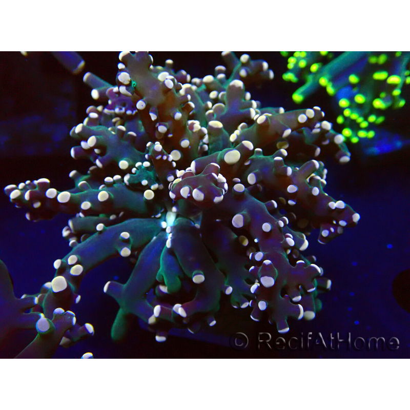 WYSIWYG Euphyllia paradivisa (Mariculture acclimaté sous LED) 4L2