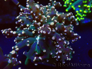 WYSIWYG Euphyllia paradivisa (Mariculture acclimated under LED)