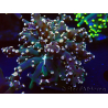 WYSIWYG Euphyllia paradivisa (Mariculture acclimaté sous LED) 4L2