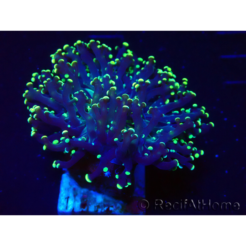 WYSIWYG Euphyllia paradivisa (Mariculture acclimaté sous LED) 4L3