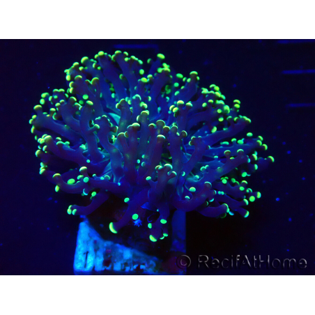 WYSIWYG Euphyllia paradivisa (Mariculture acclimaté sous LED)