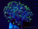 WYSIWYG Euphyllia paradivisa (Maricoltura acclimatata sotto LED)