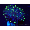 WYSIWYG Euphyllia paradivisa (Mariculture acclimaté sous LED) 4L3