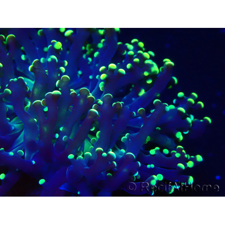WYSIWYG Euphyllia paradivisa (Mariculture acclimaté sous LED)