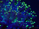 WYSIWYG Euphyllia paradivisa (Mariculture acclimaté sous LED) 4L3